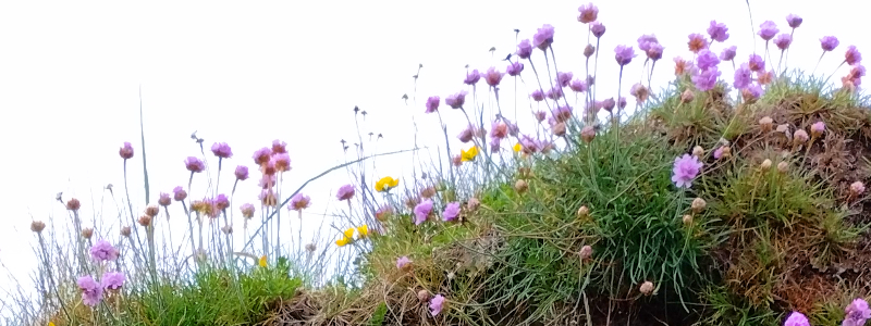 Thrift flowers