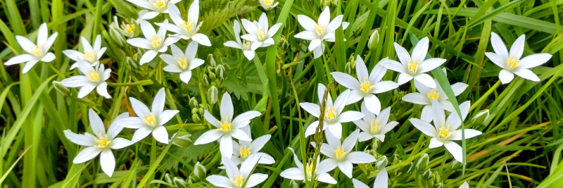White flowers